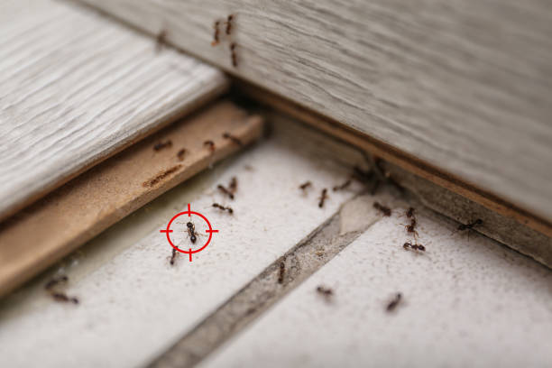 Best Pest Prevention Services  in Houghton, MI