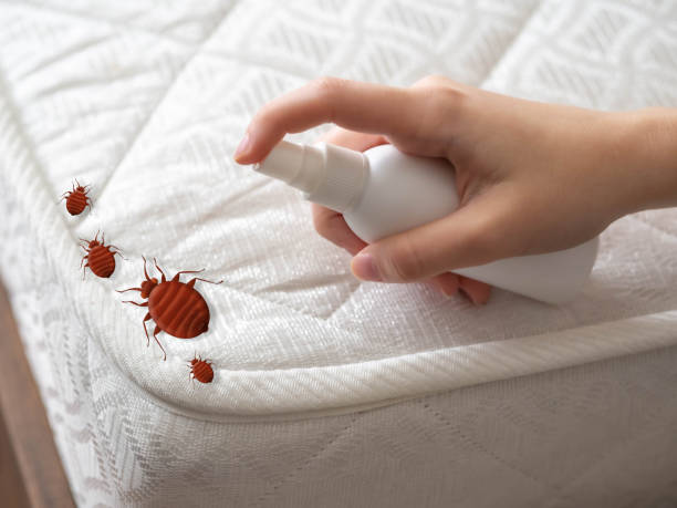 Wasp Removal Services in Houghton, MI