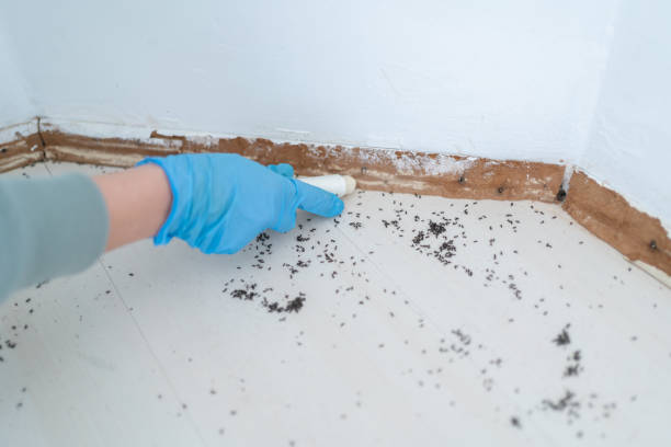 Best Best Pest Control Near Me  in Houghton, MI